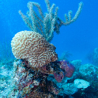 Caribbean coral reef