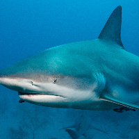 Caribbean Shark (Carcharhinus perezii)