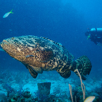 Malabar grouper (Epinephelus malabaricus)