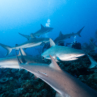 Observing Caribbean Sharks