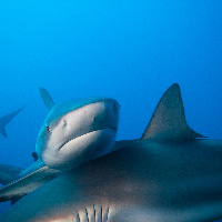 Caribbean Sharks (Carcharhinus perezii)