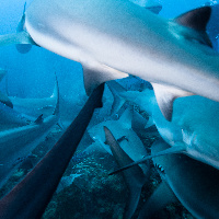 Caribbean Shark's soup