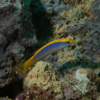 Sunrise dottyback (Pseudochromis flavivertex)