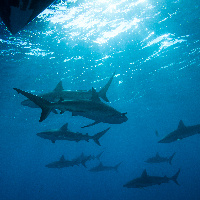 Caribbean Sharks (Carcharhinus perezii) under the boat