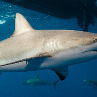 Caribbean Sharks (Carcharhinus perezii)