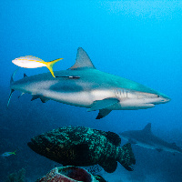 Caribbean Sharks (Carcharhinus perezii) and Grouper