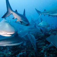 Caribbean Sharks (Carcharhinus perezii)