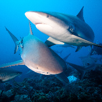 Observing Caribbean Sharks