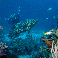 Malabar grouper (Epinephelus malabaricus)