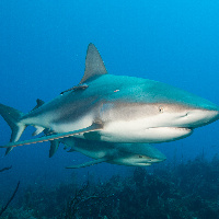 Caribbean Sharks (Carcharhinus perezii)