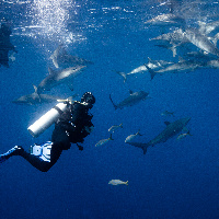 Diving with Silky Sharks