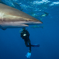 Diving with Silky Sharks