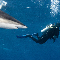 Diving with Silky Sharks