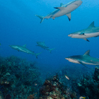 Caribbean Sharks (Carcharhinus perezii)