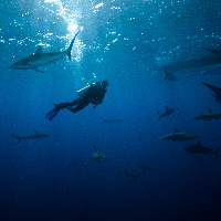 Diving with Silky Sharks