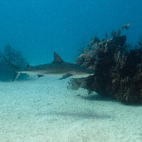 Caribbean Shark (Carcharhinus perezii)