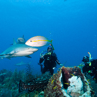 Observing Caribbean Sharks