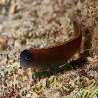 Chestnut blenny (Cirripectes castaneus)