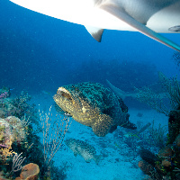 Malabar grouper (Epinephelus malabaricus) with Sharks