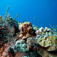 Caribbean coral reef