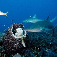 Caribbean Sharks (Carcharhinus perezii)