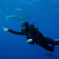 Diving with Silky Sharks