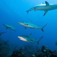 Caribbean Sharks (Carcharhinus perezii)