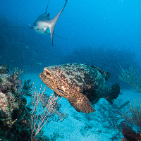 Malabar grouper (Epinephelus malabaricus) with Sharks