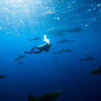 Diving with Silky Sharks