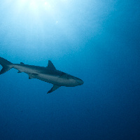 Caribbean Shark (Carcharhinus perezii)