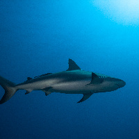 Caribbean Shark (Carcharhinus perezii)