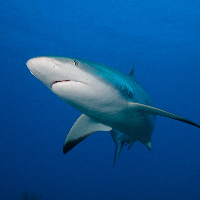 Caribbean Shark (Carcharhinus perezii)