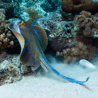 Bluespotted stingray (Taeniura lymma)