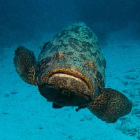 Malabar grouper (Epinephelus malabaricus)