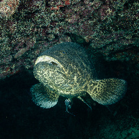 Malabar grouper (Epinephelus malabaricus)