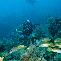 Diving in Caribbean