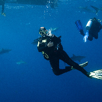 Diving with Silky Sharks