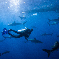 Diving with Silky Sharks