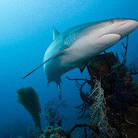 Caribbean Shark (Carcharhinus perezii)