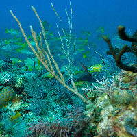 Caribbean reef