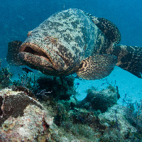 Malabar grouper (Epinephelus malabaricus)