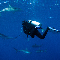 Observing Silky Sharks