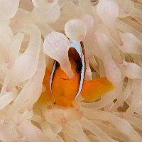 Buble anemone & Red Sea anemonfish (Amphiprion bicinctus)