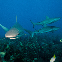 Diving with Caribbeann Sharks