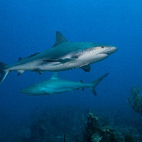 Caribbean Sharks (Carcharhinus perezii)