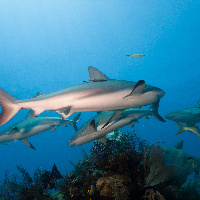 Caribbean Sharks (Carcharhinus perezii)