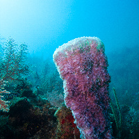 Caribbean coral reef