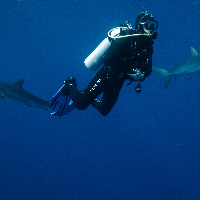 Diving with Silky Sharks