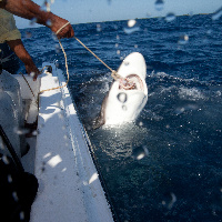 feeding Silky Sharks of th boat