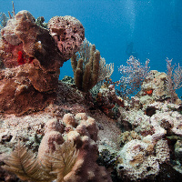 Caribbean coral reef